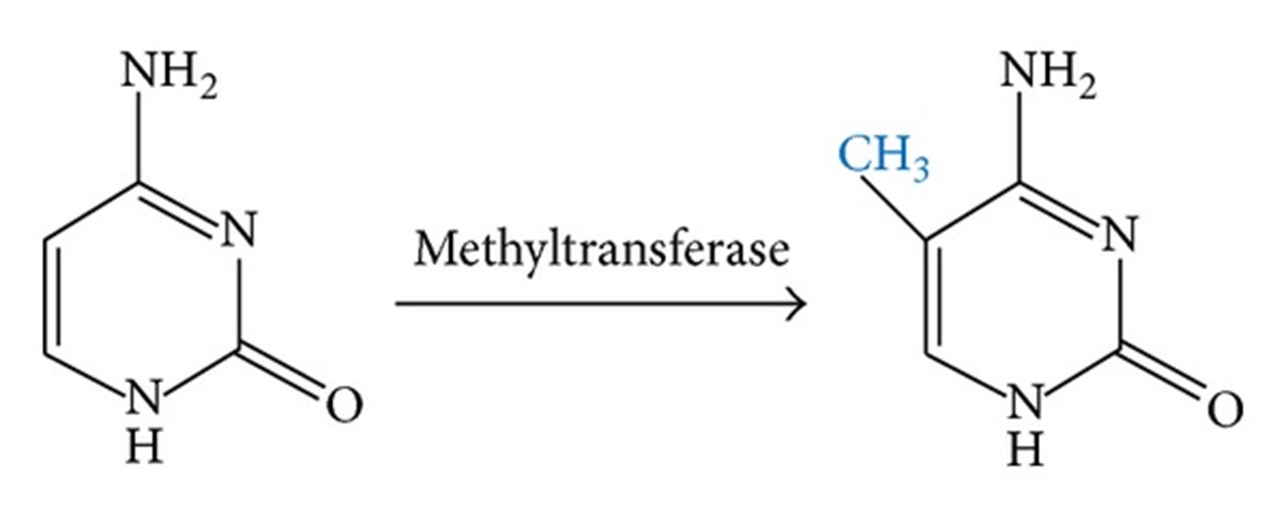 Übertragung einer Methylgruppe mittels Methyltransferase von einem „un-methylierten“ Cytosin auf ein Cytosin mit Methylgruppe Übertragung einer Methylgruppe mittels Methyltransferase von einem „un-methylierten“ Cytosin auf ein Cytosin mit Methylgruppe