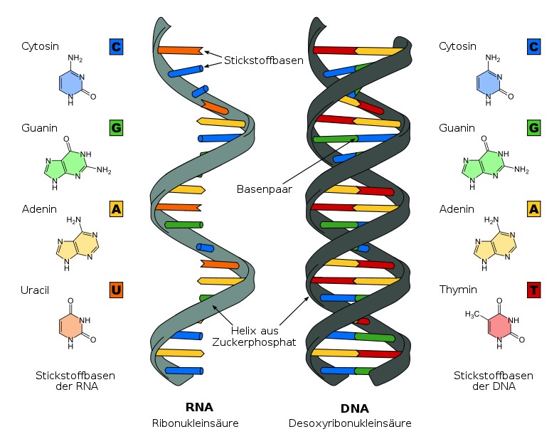 Gegenüberstellung eines RNA-Strangs und eines DNA-Doppelstrangs mit Darstellung der jeweiligen Nukleobasen Gegenüberstellung eines RNA-Strangs und eines DNA-Doppelstrangs mit Darstellung der jeweiligen Nukleobasen