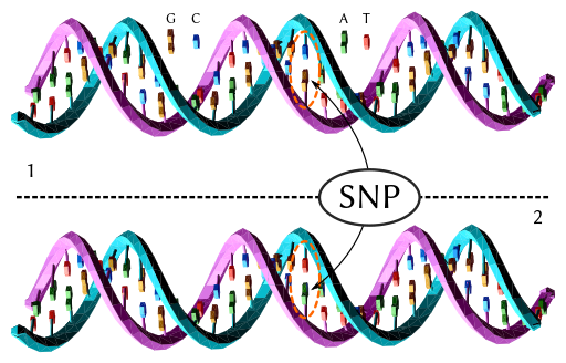 Dna-SNP.svg Graphische Darstellung eines Single Nucleotide Polymorphism (SNP), auf deutsch Einzelnukleotid-Polymorphismus