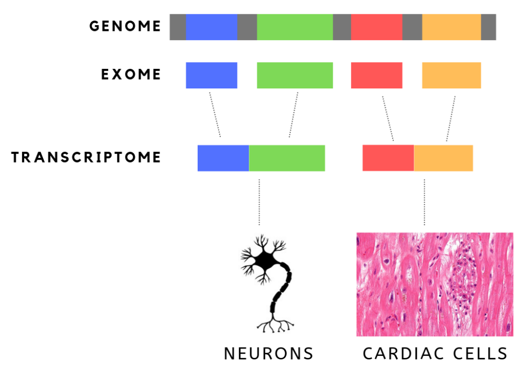 Vitatopia Die wichtigsten Arten von DNA-Tests