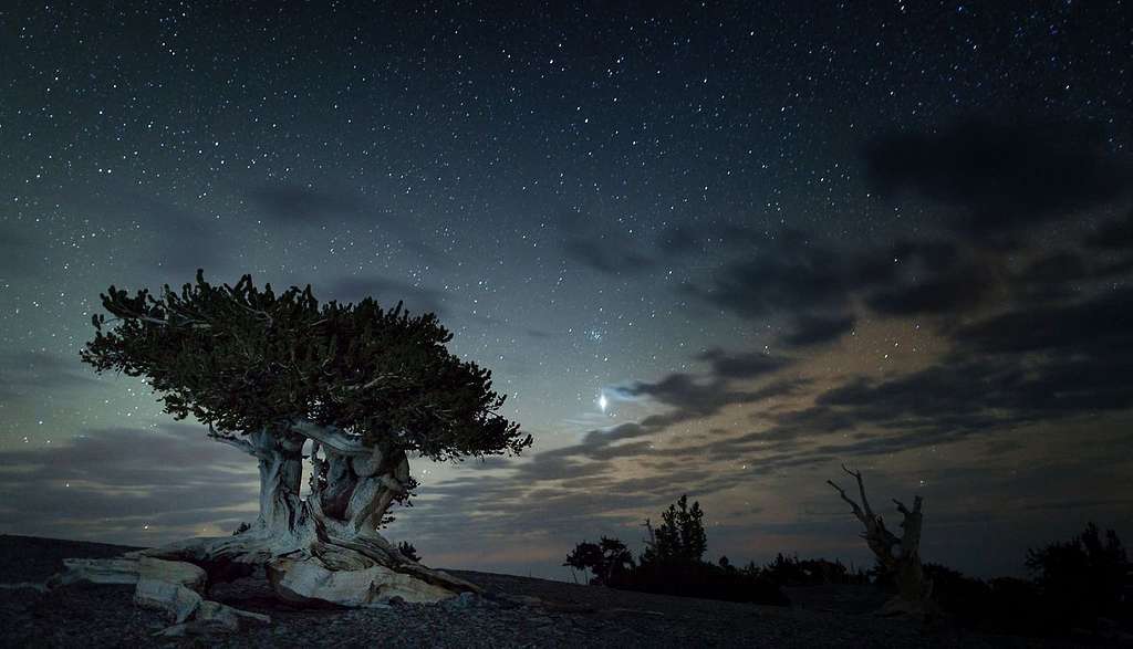 bristlecone_night_grba_nps-f2faee-1024 Great Basin Bristlecone Pine