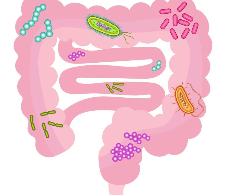 Darm Mikrobiom