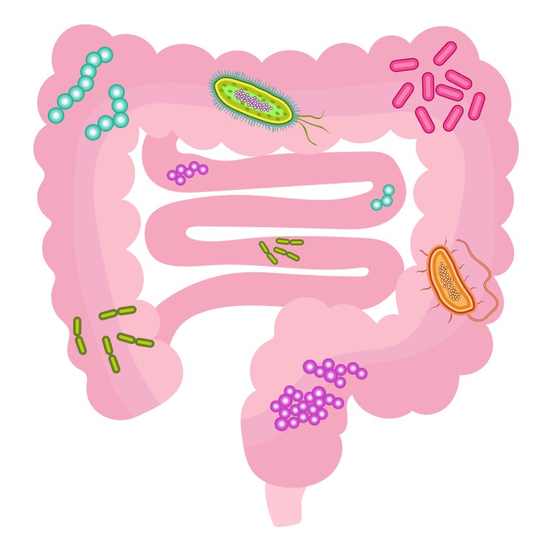 202004_Gut_microbiota Darm Mikrobiom