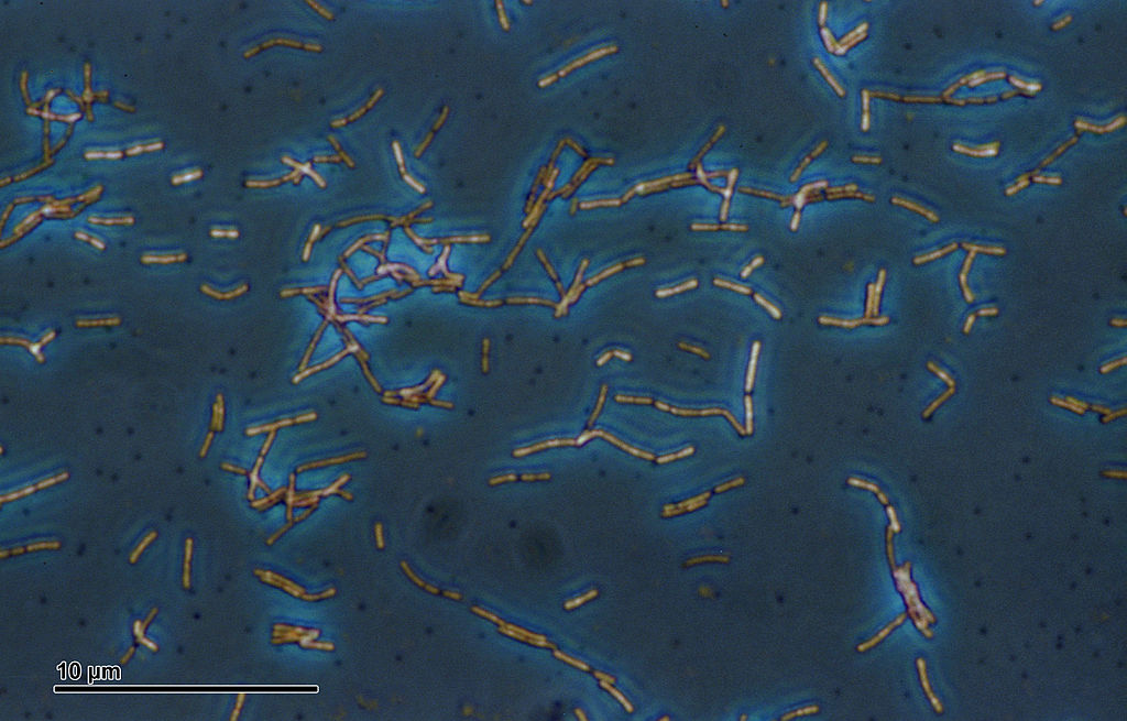 Mikroskopische Aufnahme von Lactobacillus acidophilus Doederlein