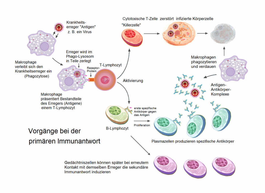 Vorgänge bei der primären Immunantwort
