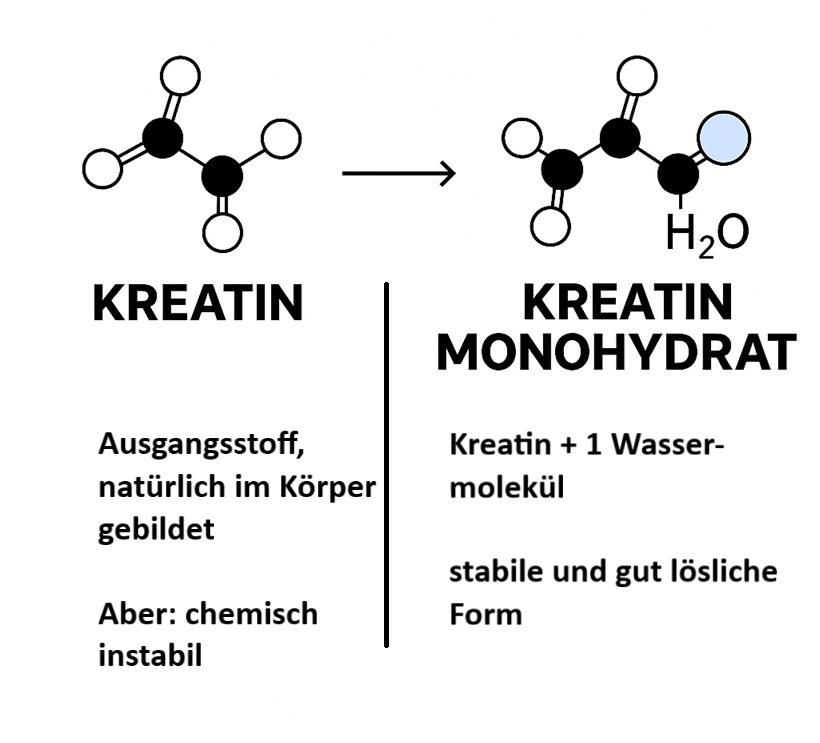 Infografik zum Unterschied zwischen Kreatin und Kreatin-Monohydrat
